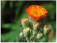 Oranje havikskruid : Tuinplanten