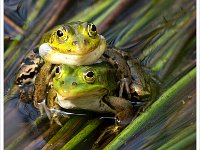 Groene kikkers : Grote Peel, Kikkers