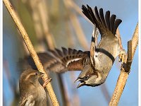 ik ben de baas : Mussen, Vogels