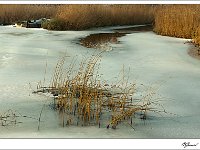 20101206 0014  Ringselven : Budel