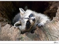 20100903 286  Onverstoorbaar : Olmense, Zoo
