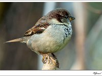 20101128 0074  Huismus : Huismussen