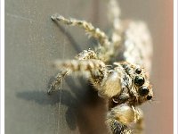 Schorsmarpissa 2  Dreigend : Spinnen