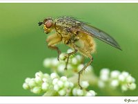 Strontvlieg 20100630 0036  Strontvlieg : vliegen