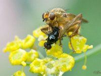 Harde natuur : Strontvlieg