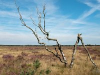 Leenderheide : Leenderheide