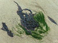 Strandstilleven : Cote opale