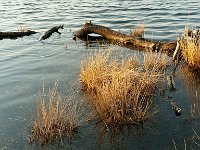 Avondzon op de Leenderheide : Leenderheide