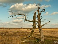 Leenderheide : Hageven