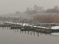 Ringeselven tijdens een sneeuwbui : Ringselven