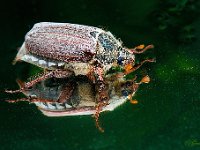 Cockchafer : Meikever
