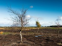 Desolaat : Leenderheide