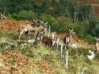 Herd of deer