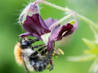 Hommel : Akkerhommel