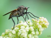 Horsefly  . : Roofvlieg