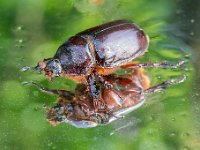 Neushoornkever : Neushoornkever