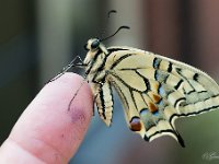 Pas ontpopt : Koninginnepage