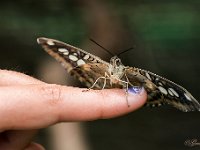 Vlindertuin Kwadendamme 1 : Kwadendamme vlindertuin