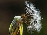 20140422 0018  Paardenbloempluis : Taraxacum