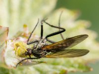 20140424 0012  Krabspin met prooi : Gewone kameleonspin, Roofvlieg