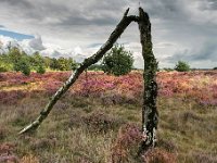 20140831 0216  Leenderheide : Leenderheide