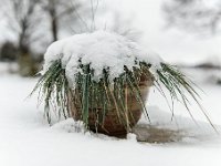 20141227 0010  Winterstilleven : Mijn tuin