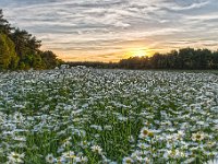 20150615 26 30  Bloemenweide Beverbeekse heide : Achelse Kluis