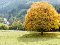 20151012 0172  Herfst omgeving Troispont : Ardennen