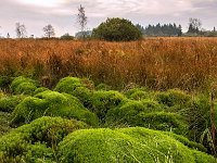 20151013 0061  Hoge Venen : Ardennen, Hoge Venen