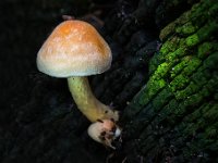 20151023 0059  Paddenstoel op oude balk : Paddenstoelen