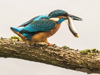 20151119 0088  Ijsvogel : Ijsvogel
