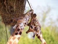 20160508 0172  Eten op niveau... : Olmense Zoo