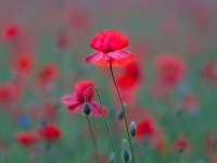 20160606 0120 1  Poppy's : Beverbeekse Heide