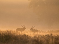 20160927 0006 1  Weerterbos : Edelherten, Weerterbos