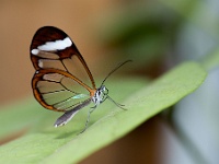 20161013 0116  Glasveugelvlinder Klein Costa Rica : KLein Costa Rica