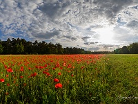 20170605 0086-Pano  Poppyfield Beverbeekse Heide : Belgie, Beverbeekse Heide, Hamont-Achel, Plaatsen