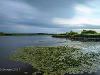 20170714 0011 1  Ringselven Budel : Ringselven