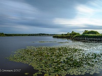 20170714 0011 1  Ringselven Budel : Ringselven