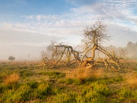 20180528 0111  Leenderheide. : Leenderheide