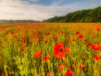 20180528 0118  Beverbeek Heide. : Beverbeekse Heide