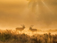 20180930 301 1  Burlen in het Weerterbos. : Edelherten, Weerterbos