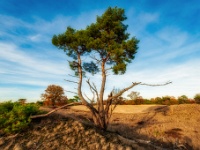 20181114 0024  Leenderheide. : Leenderheide