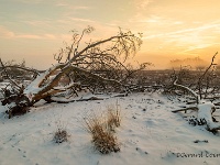 20190123 0018 1  Leenderheide : Leenderheide