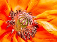 20190519 0021  Papaverhart : Papaver