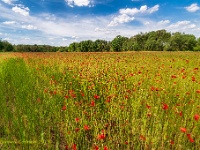 20190602 0008  Beverbeekse Heide : Beverbeekse Heide