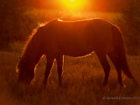 20190919 0156  Heerlijke avondzon : Het Goor