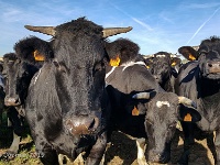 20190920 095101 001  Zoek de stier : Wandelingen