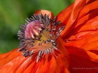 20200504 0009  Wat doe je met de lockdown? : Papaver