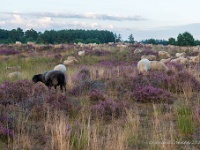 20200829 0044  Leenderheide : Leenderheide