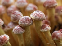 20201018 0063  Gewone zwavelkop : Paddenstoelen